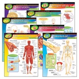 The Human Body Learning Chart Combo Pack
