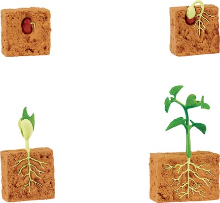 Life Cycle of a Green Bean Plant